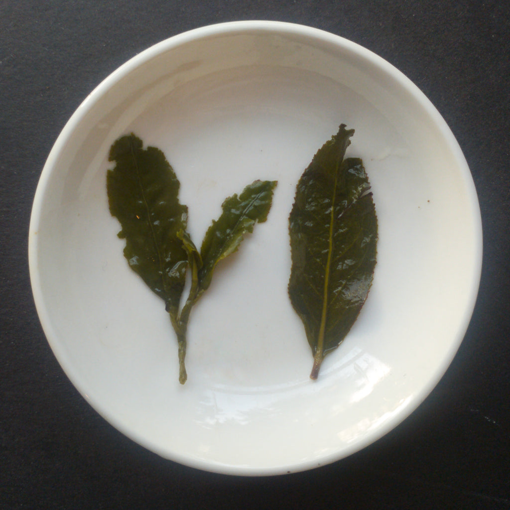 Certified Organic Dong Ding Oolong Tea Sparrowtail Teas